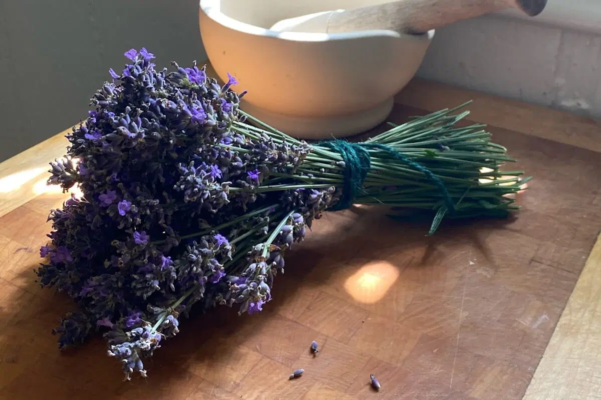 Lavender