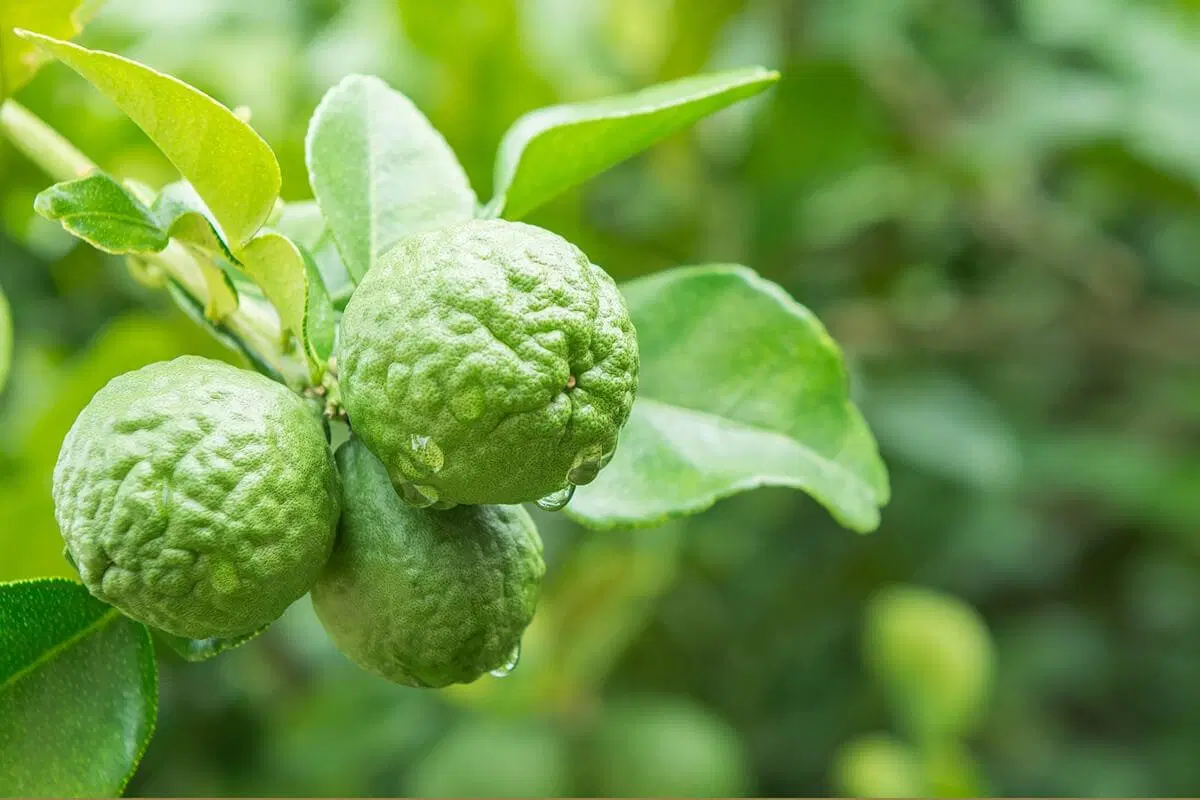 Amberwood & Bergamot